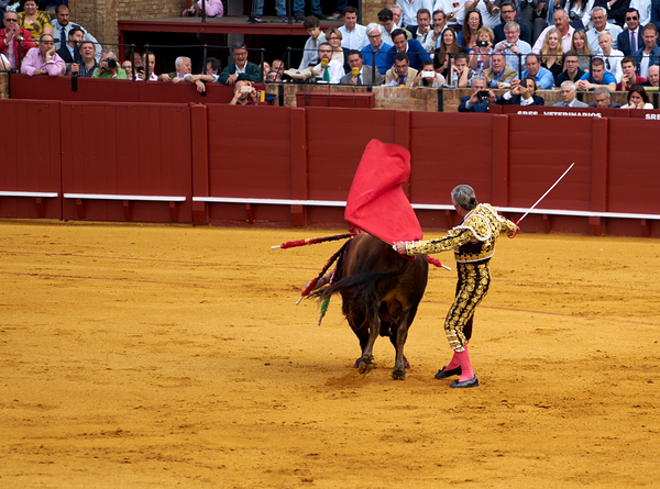 Bullfight event taking place in Seville Arena in Andalusia by Marco Brivio