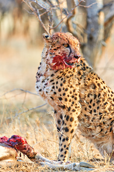 Cheetah eating after a hunt in Okonjima Reserve Namibia Print