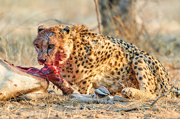 Cheetah feeding on prey in Okonjima Reserve Namibia by Marco Brivio