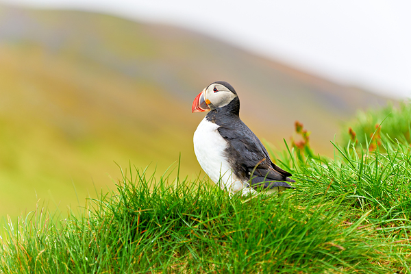 Puffin standing on grass in Borgarfjordur Eystri Iceland Print