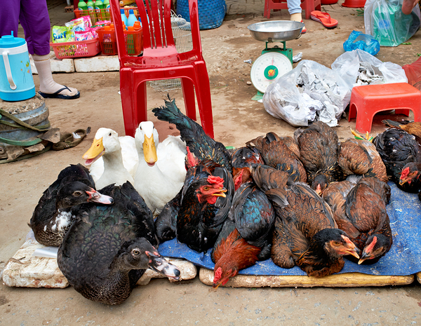 Market scene with live ducks and chickens in Phu Quoc Digital Download