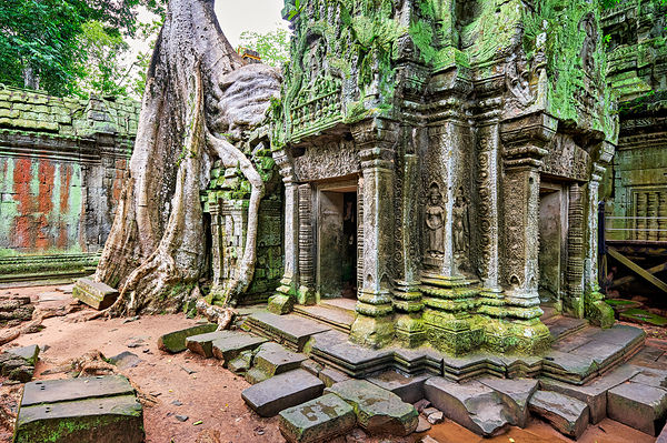 Ancient temple ruins overgrown by massive tree roots and moss. Print