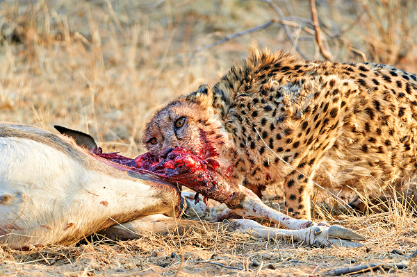 Cheetah feeding on its kill in Okonjima Reserve Namibia Print
