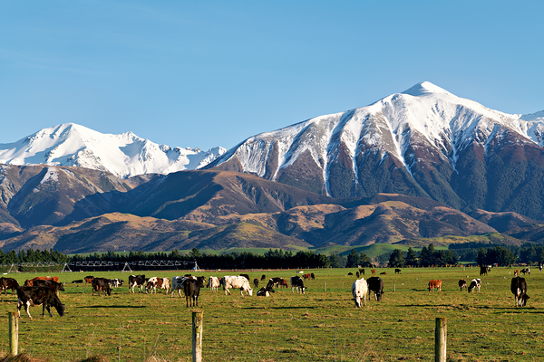 Cattles grazing in the countryside of New Zealand Southern Alps Digital Download