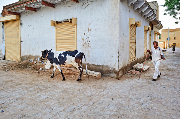 Man walking with cow in Mandawa streets Rajasthan India Print