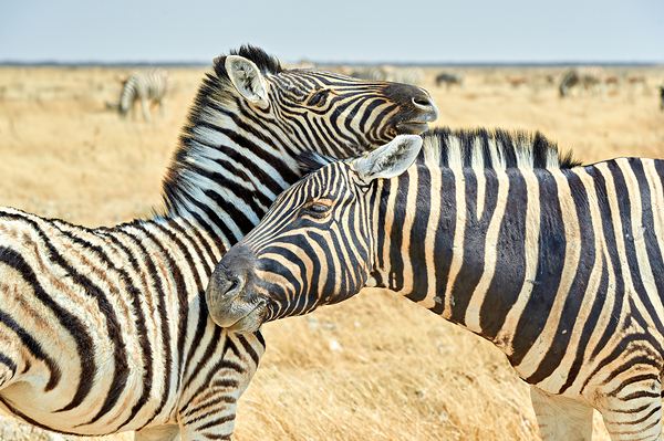 Zebras cuddle in Etosha National Park in Namibia during daylight Print