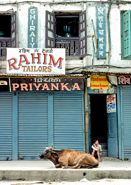 Holy cow resting on the street in Kathmandu Nepal by Marco Brivio