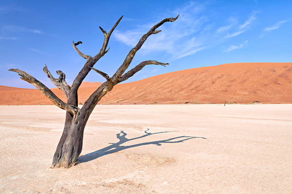 Dry camel thorn tree in Deadvlei clay pan of Namibia Print