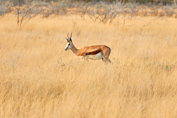 Springbok gazelle antelope walking in Etosha National Park Namib Print