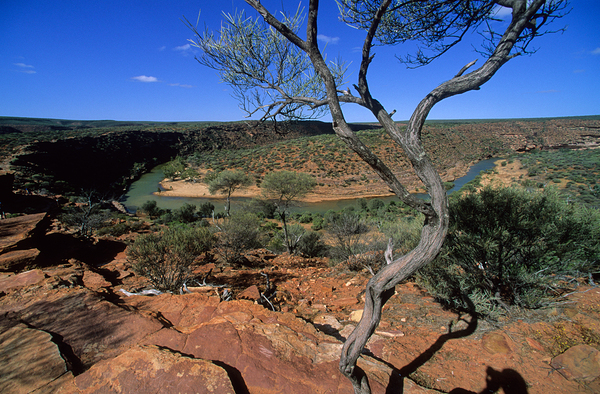 A gnarled tree overlooks a river in a vast canyon. Print