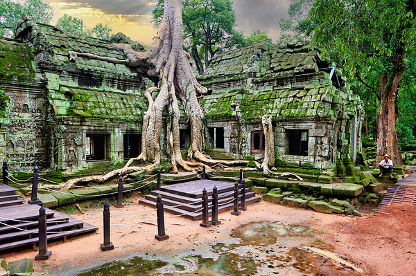 Ancient temple ruins overgrown by massive tree roots and moss. Print