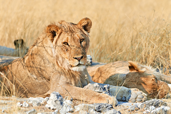 Lion resting in Etosha National Park Namibia during daylight ho Print