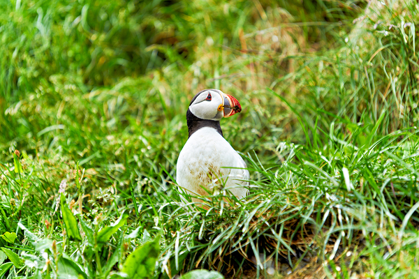 Puffin stands on grass in Borgarfjordur Eystri Iceland by Marco Brivio