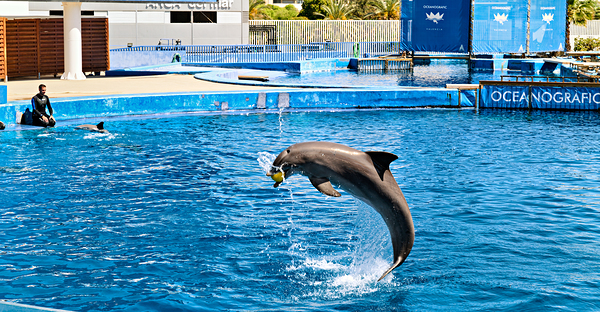 Dolphins perform tricks at Oceanografic in Valencia Spain Print