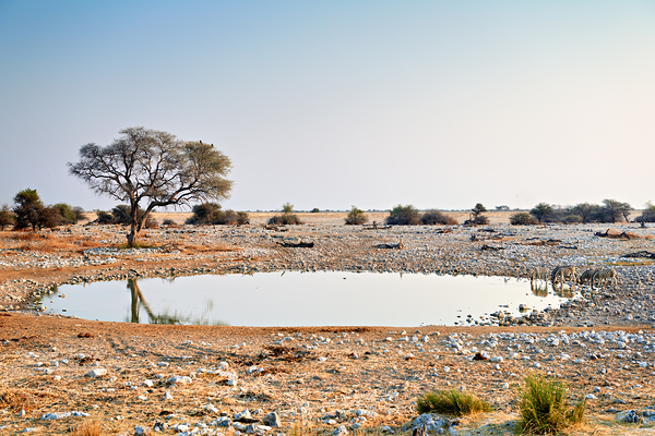 Zebras drink water at a waterhole in Etosha National Park Namibi Print