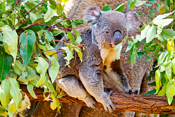 Koala sits on a branch surrounded by eucalyptus leaves. Print