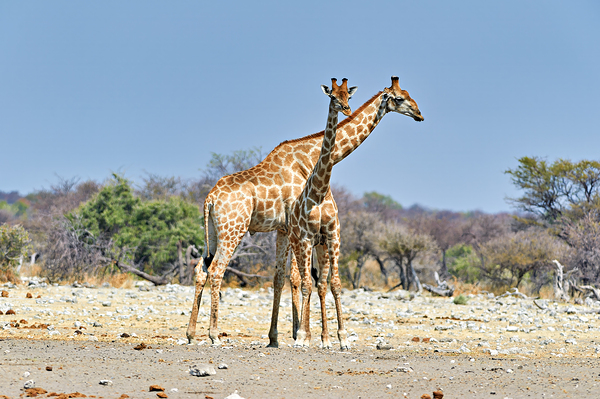 Giraffes walking together in Etosha National Park Namibia Print