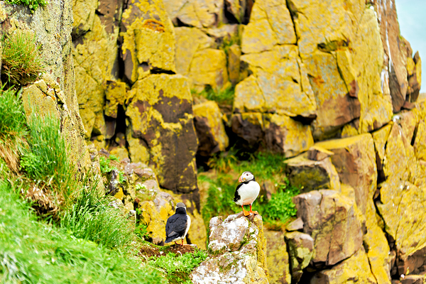 Puffin stands on rock in Borgarfjordur Eystri Iceland by Marco Brivio