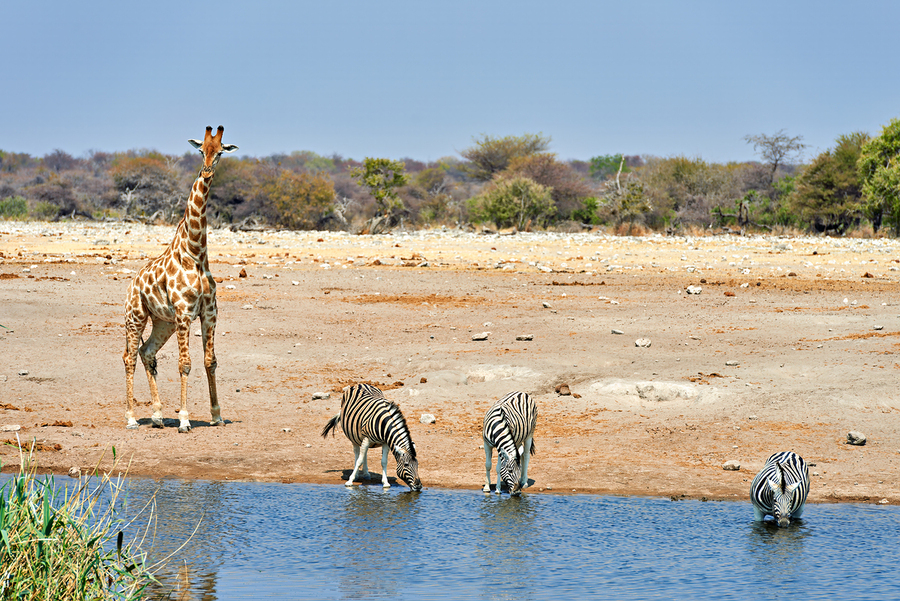 Giraffe and zebras drink water together at a waterhole in Namibi  Print