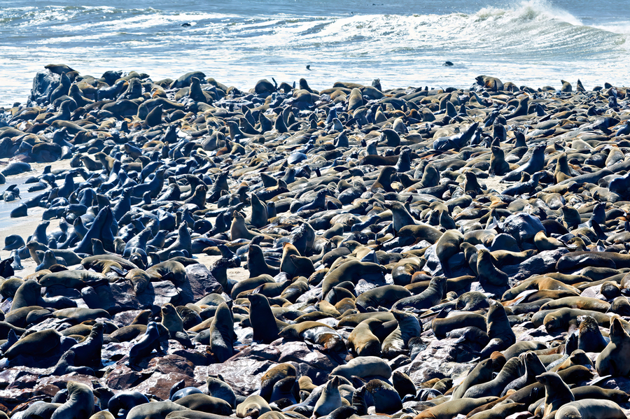 Cape fur seal colony on Skeleton Coast at Cape Cross in Namibia  Print