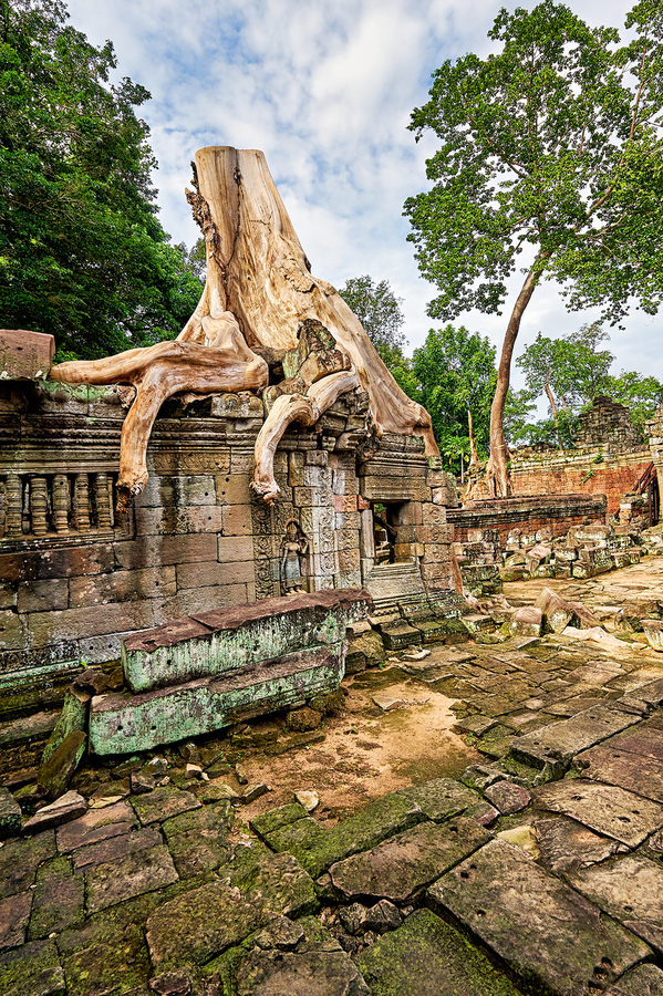 Tree roots engulf ancient temple ruins.  Print