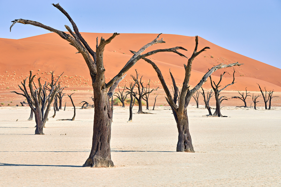 Dried camel thorn trees in Deadvlei pan in Namibia  Print