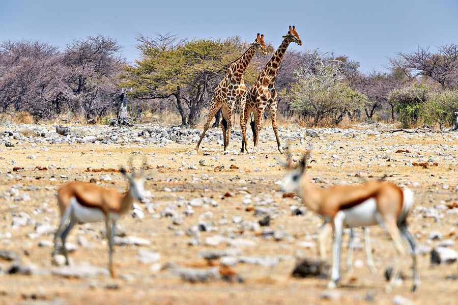 Giraffes and springboks in Etosha National Park Namibia  Imprimer