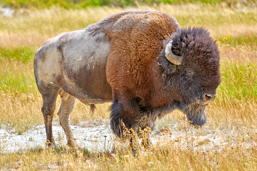 Wild american bison in Yellowstone National Park during summer  Print