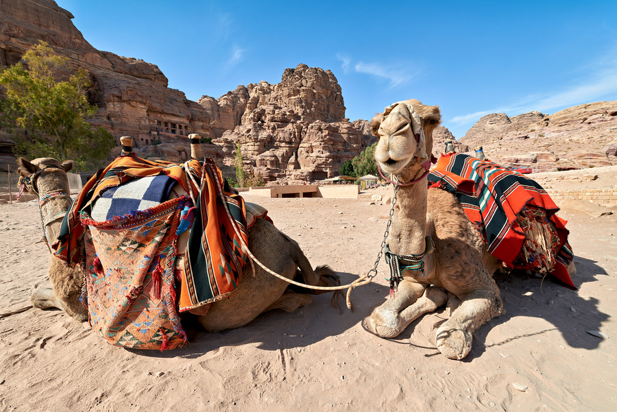 Tourists ride camels at Petra archaeological site in Jordan  Print