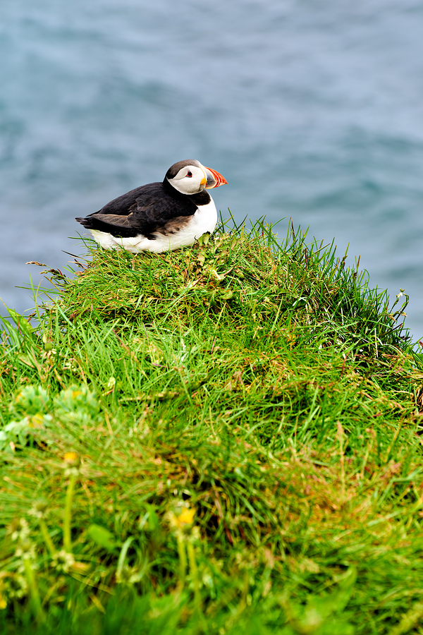 Puffin resting on grass by the sea in Borgarfjordur Eystri  Print