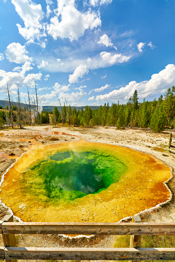 Morning Glory Pool shows colors at Yellowstone National Park  Print
