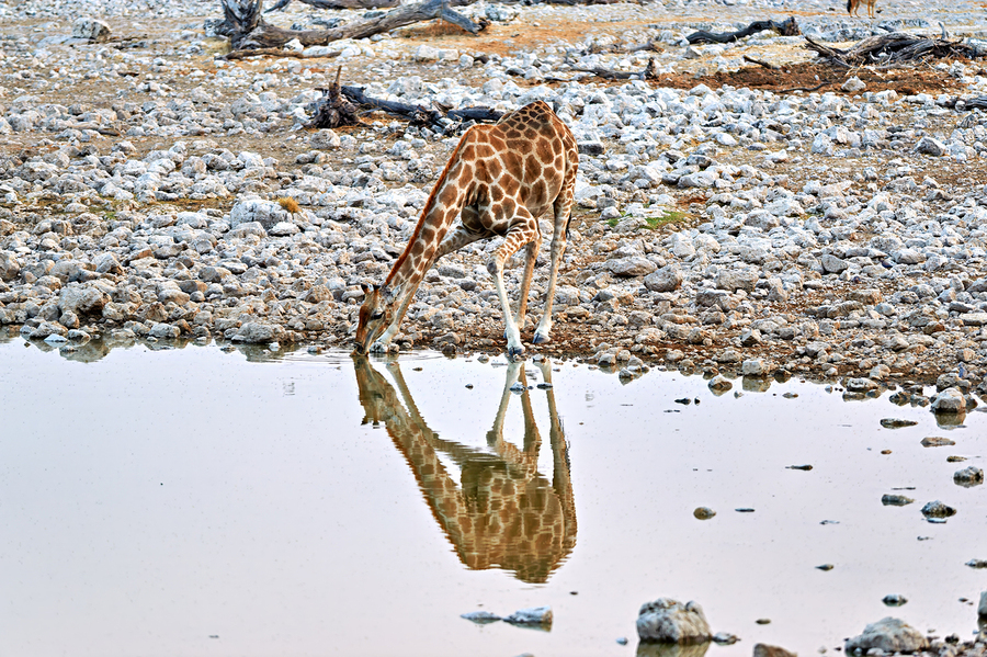 Giraffe drinks water at a waterhole in Etosha National Park Nam  Print