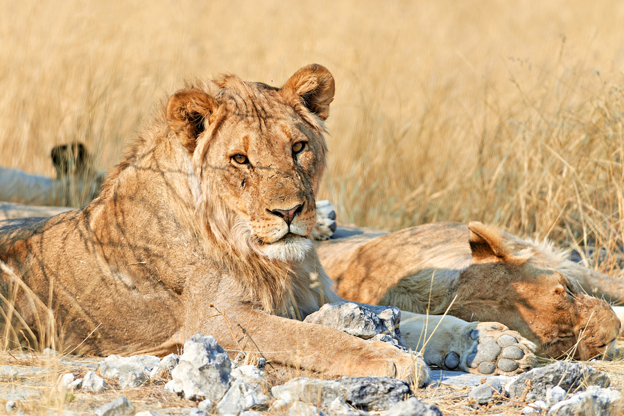 Lion resting in Etosha National Park Namibia during daylight ho  Print