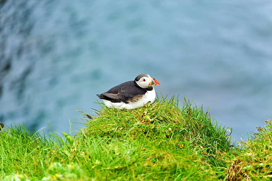 Puffin resting on grass by Borgarfjordur Eystri in Iceland  Print