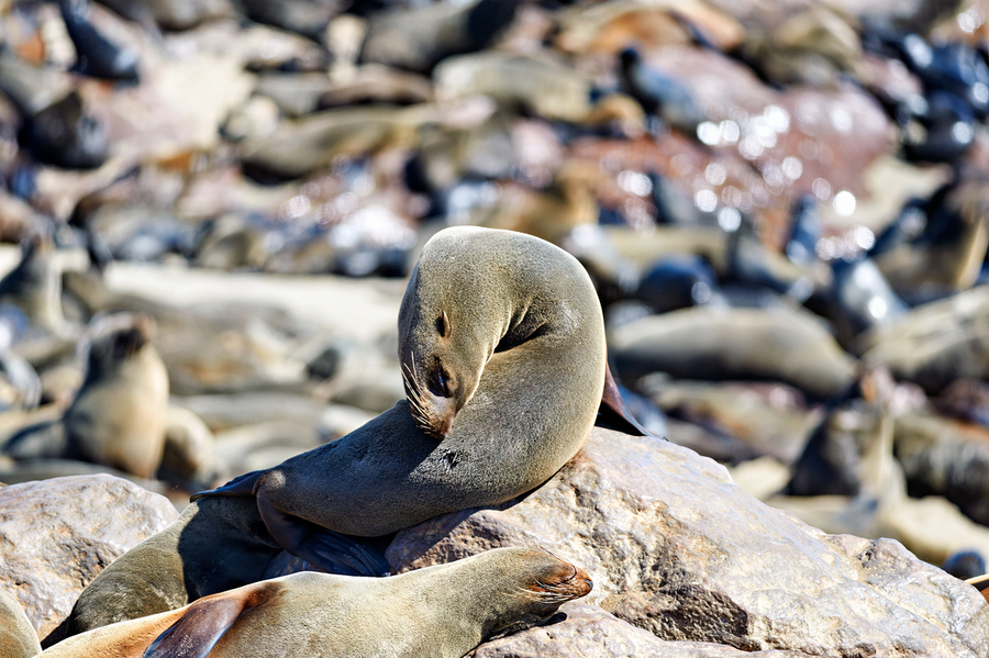 Cape fur seals resting on rocks at Cape Cross in Namibia  Print