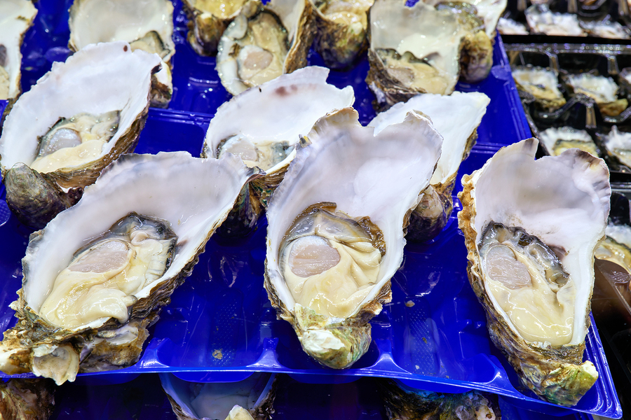 Freshly shucked oysters on blue plastic trays.  Print
