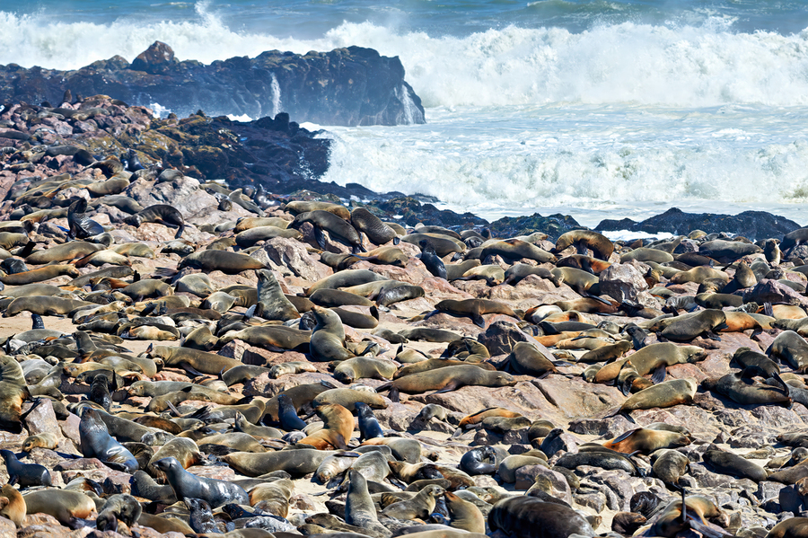 Cape fur seals resting on Skeleton Coast in Namibia near Cape Cr  Print