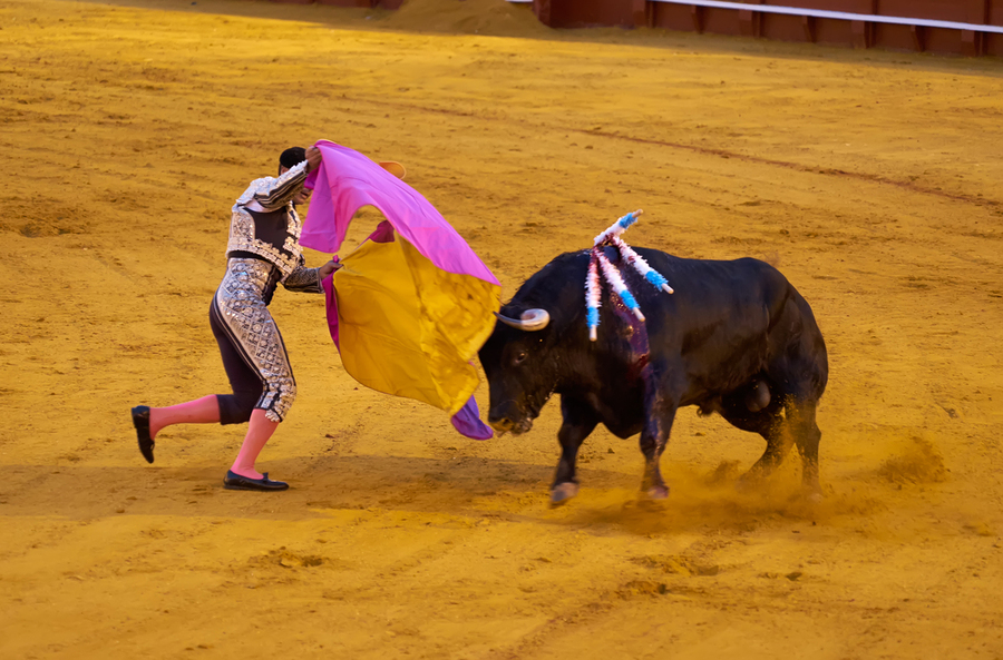 ANDALUSIA SPAIN. Bullfight in Seville Arena  Print