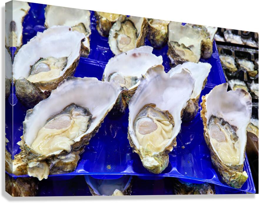 Freshly shucked oysters on blue plastic trays. Canvas Print