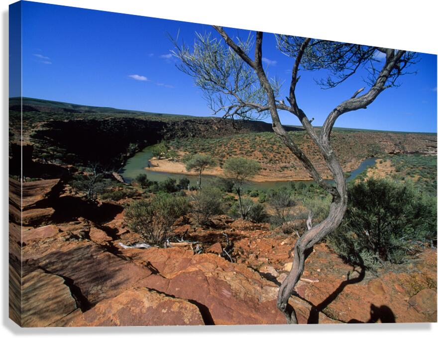 A gnarled tree overlooks a river in a vast canyon. Canvas Print