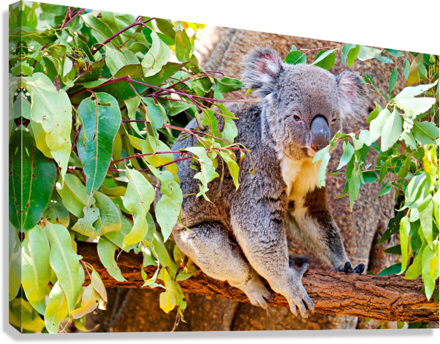 Koala sits on a branch surrounded by eucalyptus leaves. Canvas Print