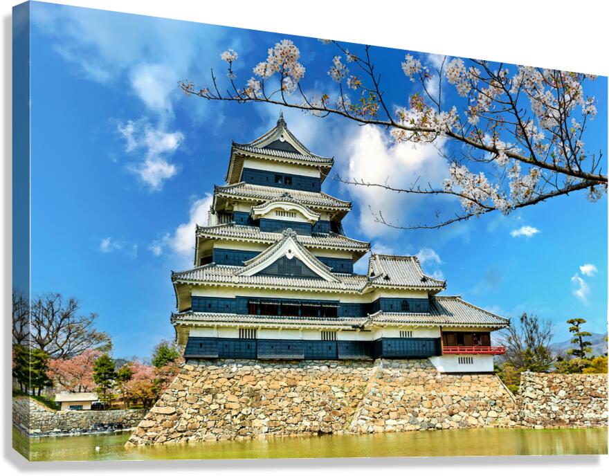 Matsumoto Castle during cherry blossom season in Japan Canvas Print