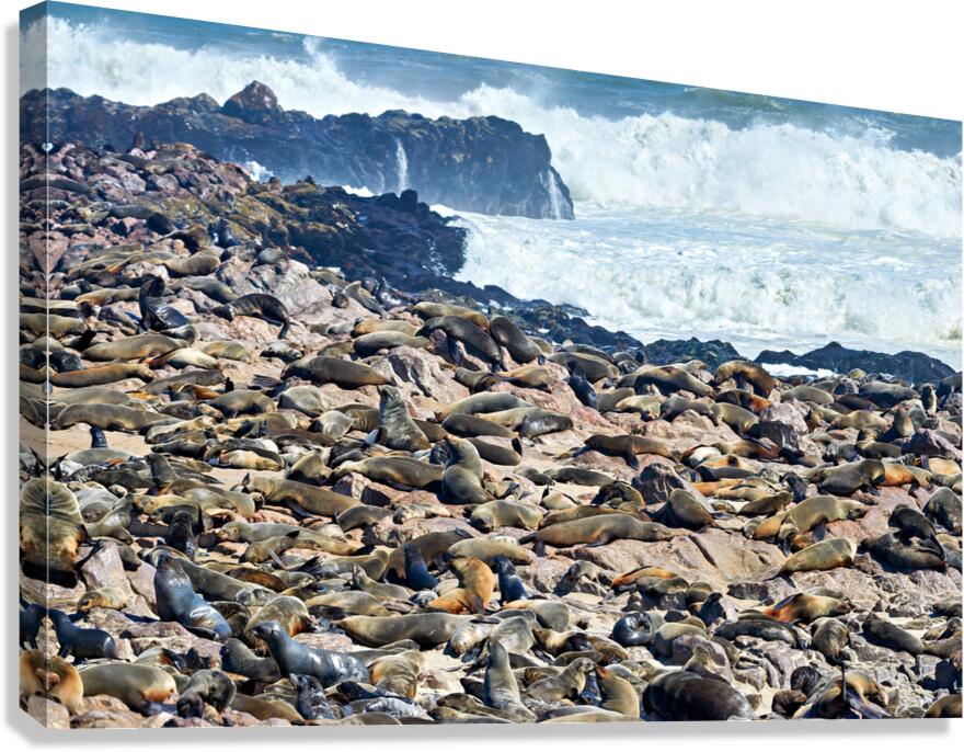 Cape fur seals resting on Skeleton Coast in Namibia near Cape Cr Canvas Print