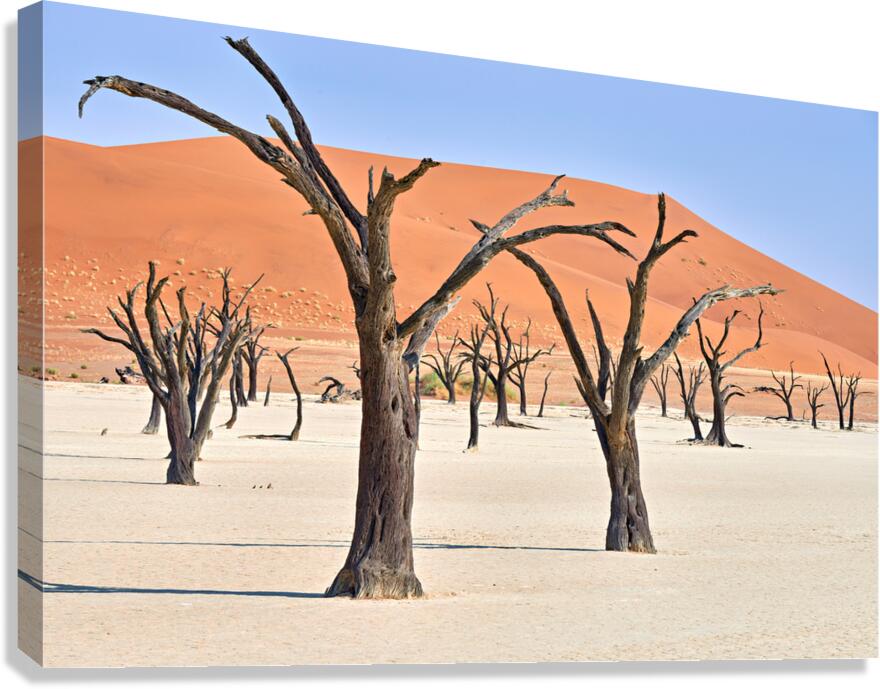 Dried camel thorn trees in Deadvlei pan in Namibia Canvas Print