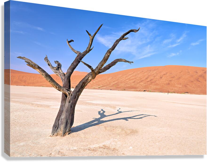Dry camel thorn tree in Deadvlei clay pan of Namibia Canvas Print
