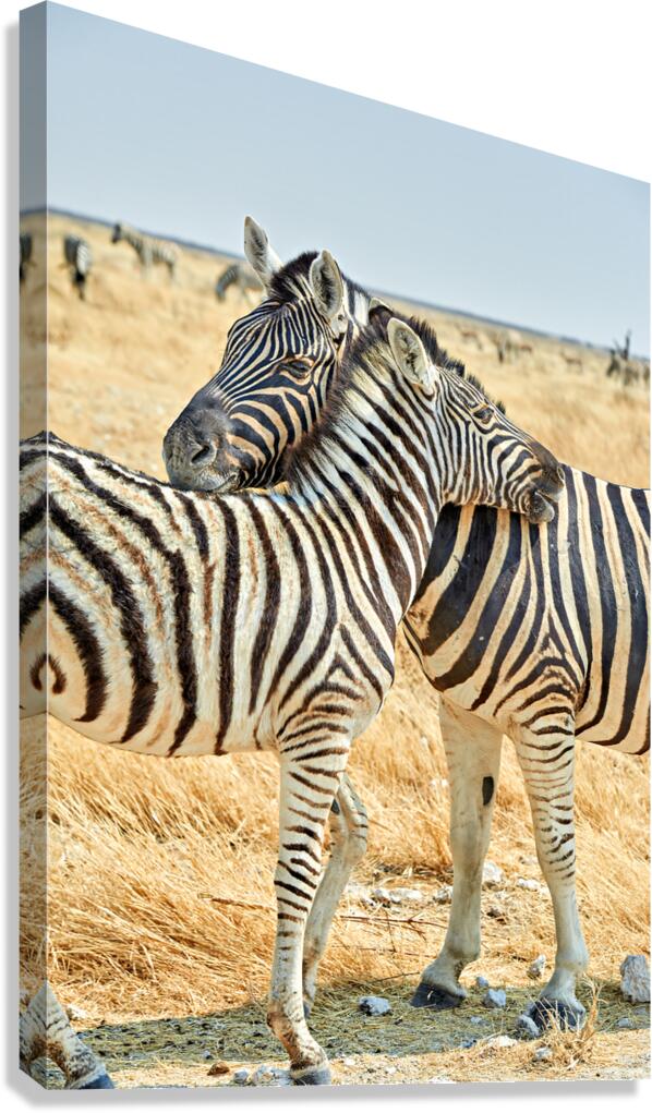 Zebras cuddle together in Etosha National Park in Namibia Canvas Print