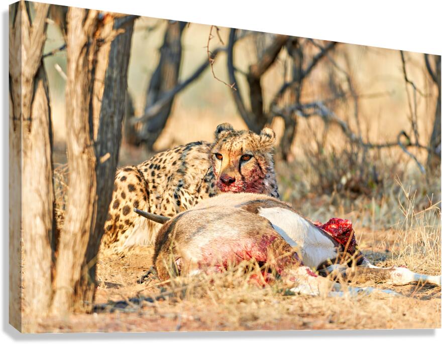 Cheetah feeding on its kill in Okonjima Reserve Namibia Canvas Print