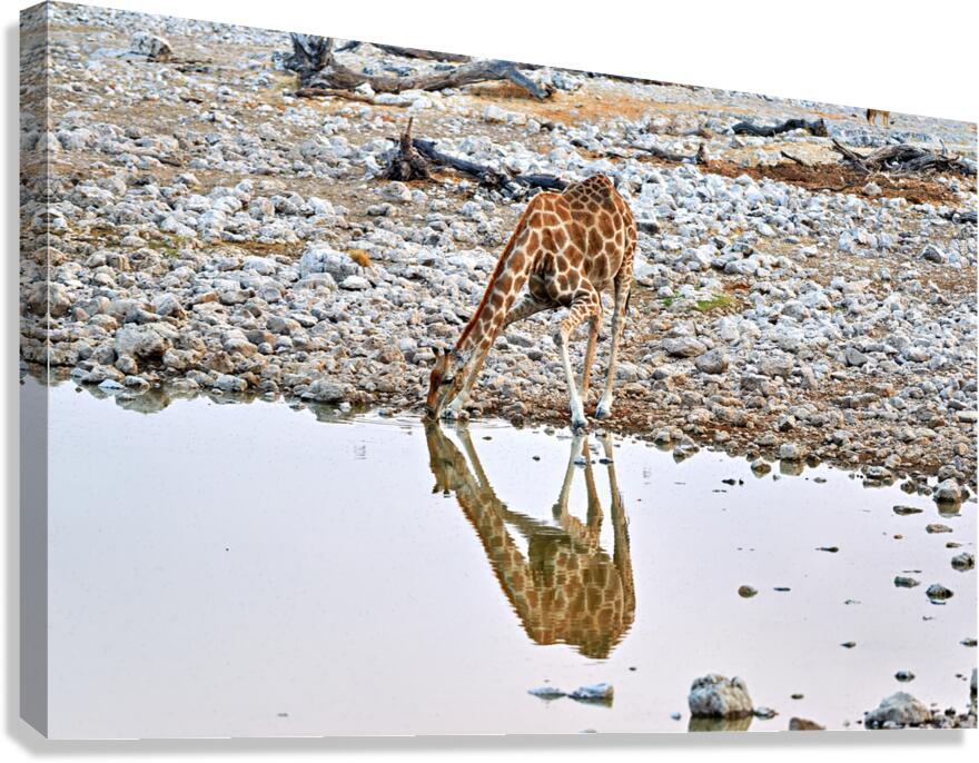 Giraffe drinks water at a waterhole in Etosha National Park Nam Canvas Print