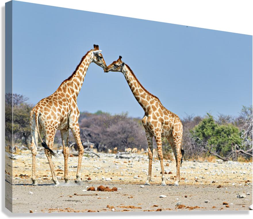 Giraffes cuddling in Etosha National Park in Namibia Canvas Print