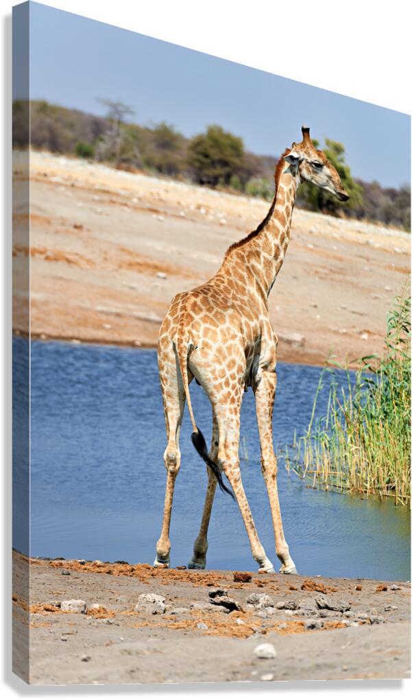 Giraffe drinks water at a waterhole in Etosha National Park Nami Canvas Print